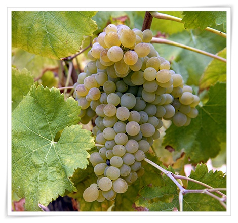 Arinto-portugal-expert-01