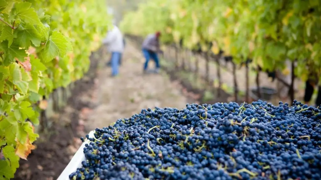 PortugalExpert_VinhasAlentejo