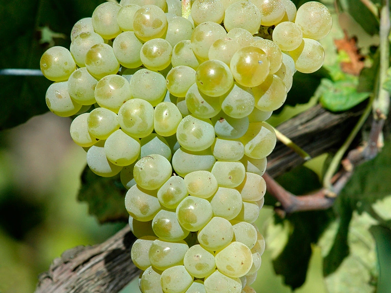 Portugal_Expert_Vinho_verde_06