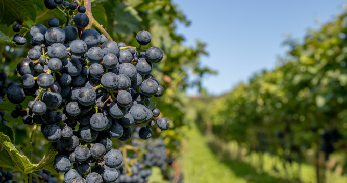 Portugal_Expert_Vinho_verde_08