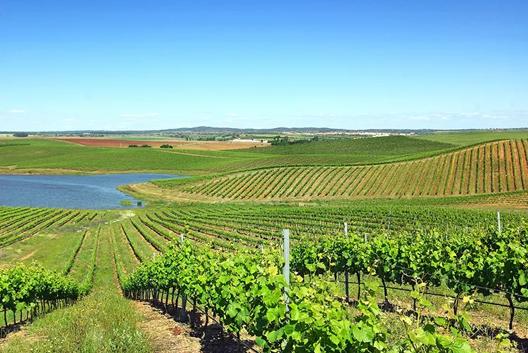 Portugal_expert_Vinhos_Verdes_11