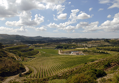 Arinto the Wine of Bucelas – Private Day Tour