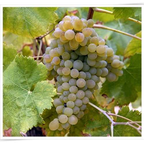 Arinto-portugal-expert-01