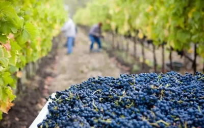 PortugalExpert_VinhasAlentejo