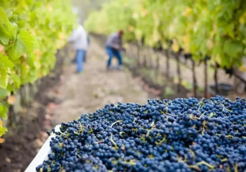 PortugalExpert_VinhasAlentejo
