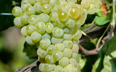 Portugal_Expert_Vinho_verde_06