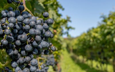 Portugal_Expert_Vinho_verde_08