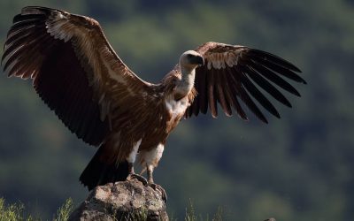grifo-dr-portugal-expert